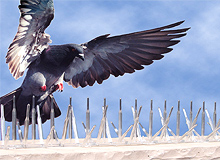 Pigeons/Bird Control