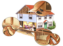 Termite Treatment